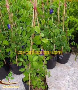 Cây Hoa Đậu Biếc