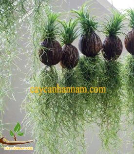 Cây không khí tóc tiên