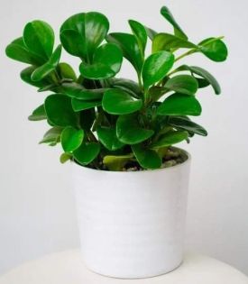Cây Trường Sinh