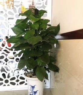 Cây trầu bà