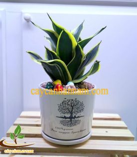 Cây Lưỡi Hổ Lùn