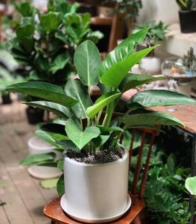 Cây Trầu Bà Đế Vương Xanh