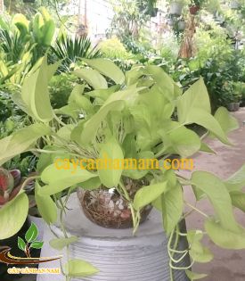 Trầu Bà Vàng Thủy Sinh
