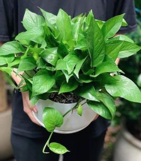 Cây Trầu Bà Thái