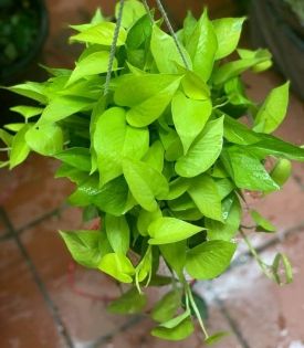 Cây Trầu Bà Vàng