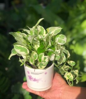 Trầu Bà Cẩm Thạch