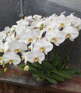 Hoa Lan Hồ Điệp chưng tết
