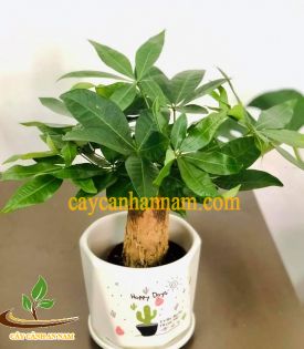 Cây Kim Ngân Củ Nhỏ