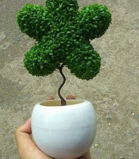 Cây Cỏ May Mắn