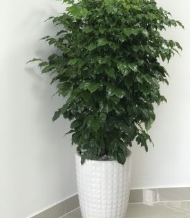 Cây hạnh phúc