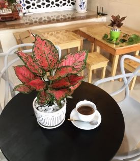 Cây vạn lộc
