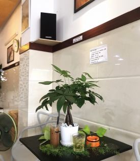 Cây Kim Ngân Xoắn
