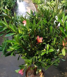 Cây Trà Bốn mùa đơn