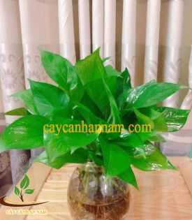 Trầu Bà Thủy Sinh