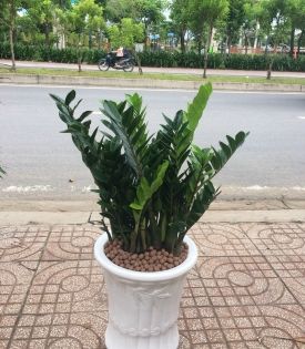 Cây kim tiền