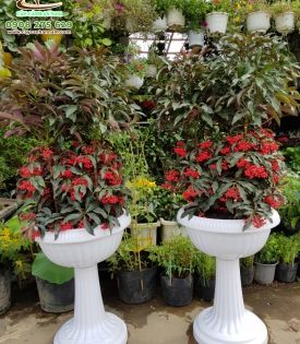 Hoa kim ngân lượng đẹp chưng tết