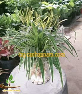 Cỏ Lan Chi Thủy Sinh