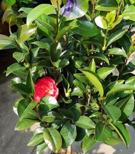 Cây Trà Bốn mùa kép