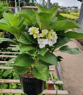 Cây Hoa Cẩm Tú Cầu