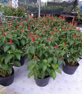Cây Phúc Lộc Thọ