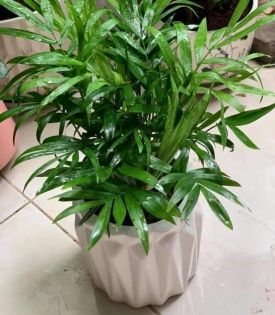 Cây Cau Tiểu Trâm