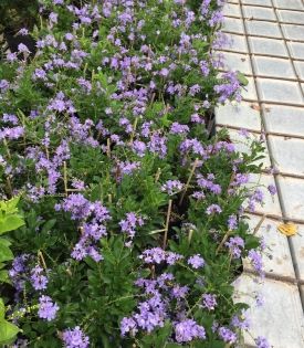 Cây chuỗi ngọc hoa tím 