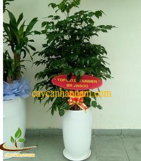Cây tặng khai trương