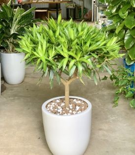 Cây trúc bách hợp