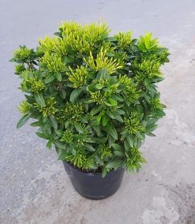 Cây Trang Thái Vàng