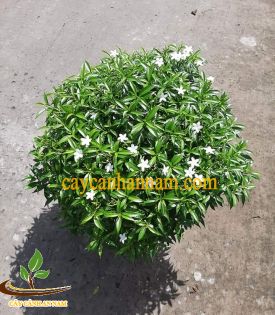 Mai Vạn Phúc