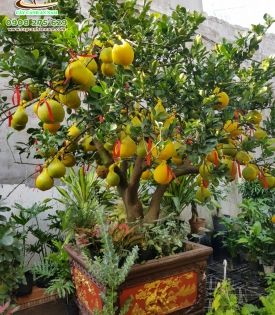 Cây Bưởi Trưng Tết