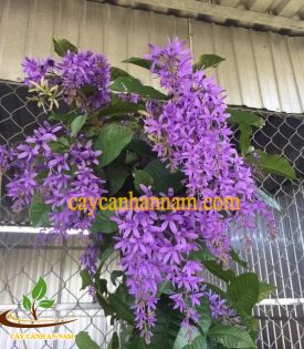 Cây Mai Xanh