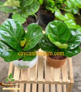 Cây Bàng Sing Nhỏ