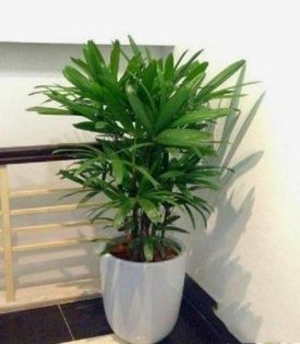 Cây mật cật