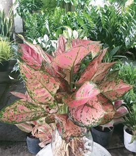 Cây Vạn Lộc Thủy Sinh
