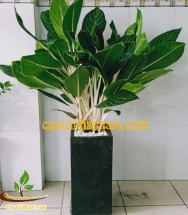 Cây Bạch Mã Hoàng Tử