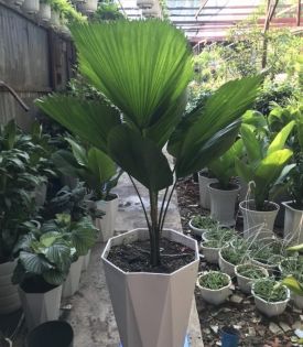 Cây cọ nhật
