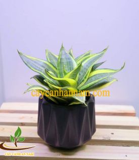 Cây Lưỡi Hổ Vàng Lùn