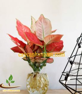 Cây phú quý đỏ thủy sinh