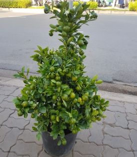 Cây Quất ngày tết 