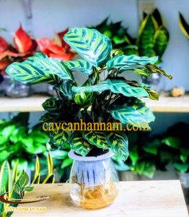 Công không tước thủy sinh