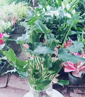 Cây Trầu Bà Chân Vịt thủy sinh