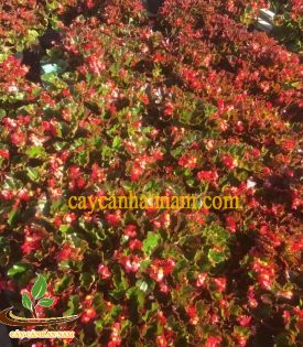 Cây Hải Đường
