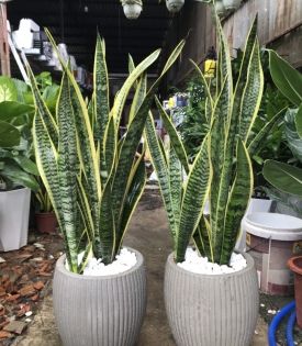 Cây Lưỡi Hổ