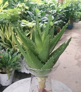 Nha Đam Thủy Sinh