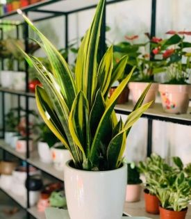 Cây Lưỡi Hổ Thái Vàng
