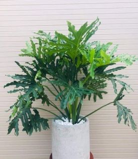 Cây Trầu Bà Thanh Xuân