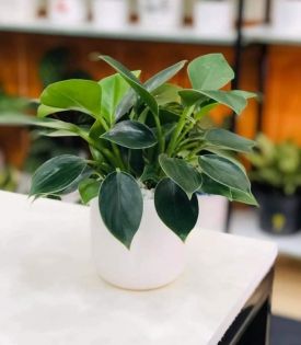 Cây Trầu Bà Đế Vương Xanh