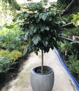 Cây Hạnh Phúc dáng tree