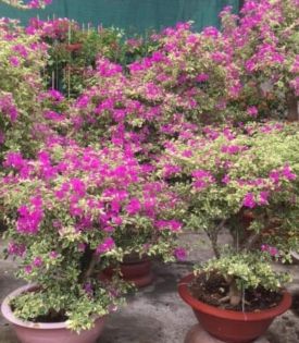 Cây Hoa Giấy Cẩm Thạch